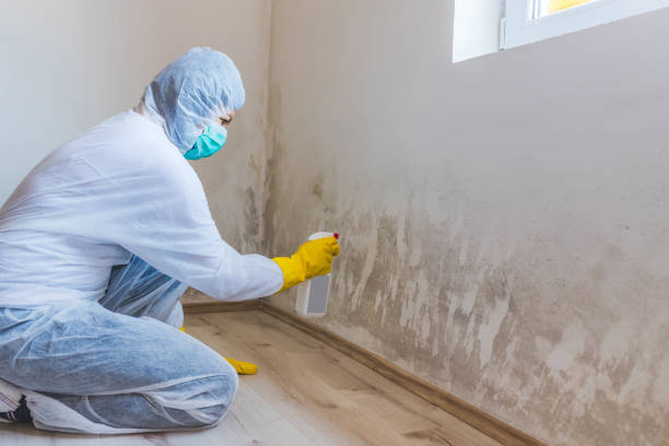 Licensed Basement Mold Removal service in Raritan, NJ - WQB Mold Removal