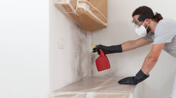 Professional Basement Mold Removal technician working in Raritan, NJ