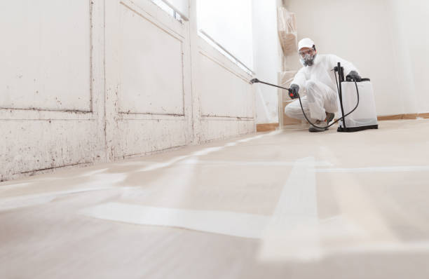 24/7 Emergency Basement Mold Removal experts in Raritan, NJ