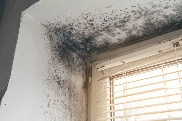 Affordable Basement Mold Removal solutions in Raritan, NJ